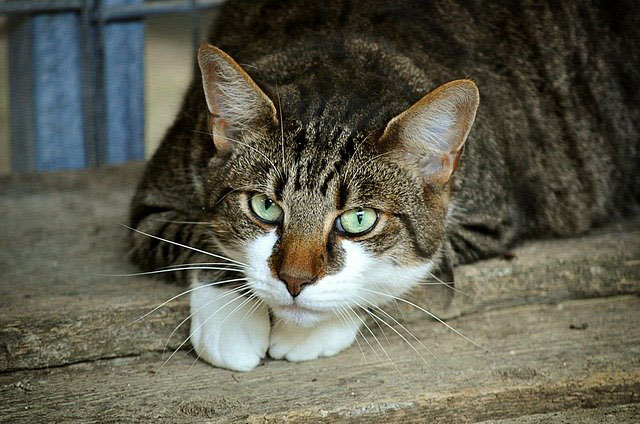 Adult cat with white paws and white chin