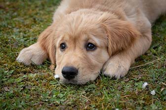 Young puppy laying on the grass