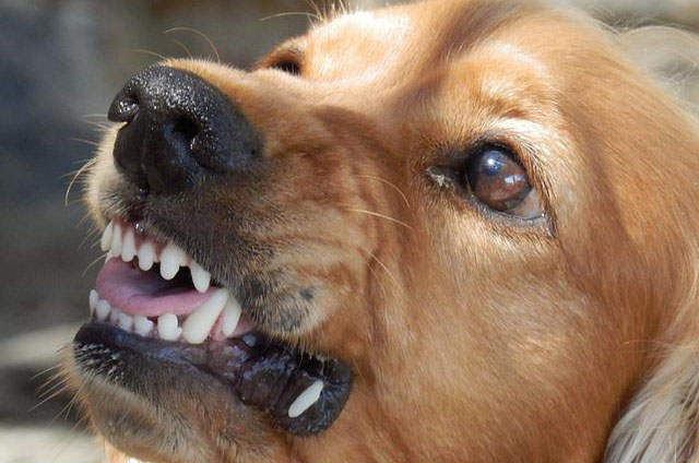 Adult dog showing teeth