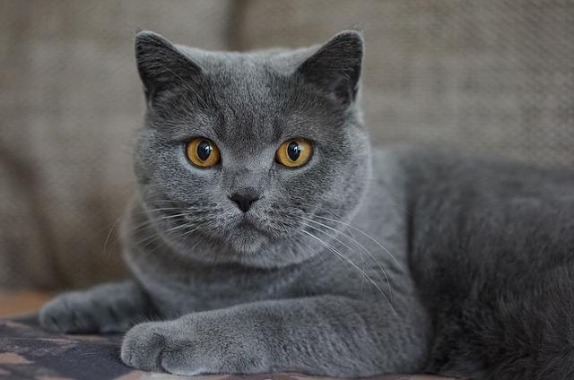 Dark gray adult cat