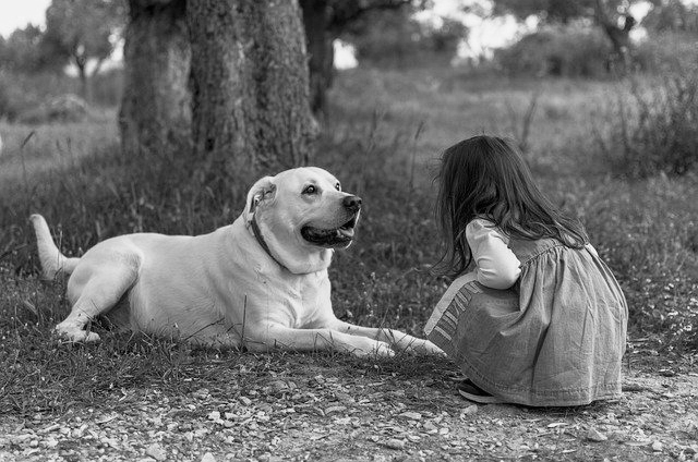 Young girl looking at her Lab