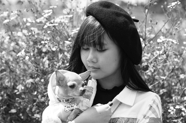 Young girl holding her Chihuahua dog